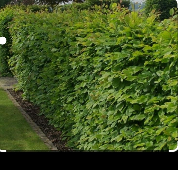 Puieți pentru gard viu si plantarea