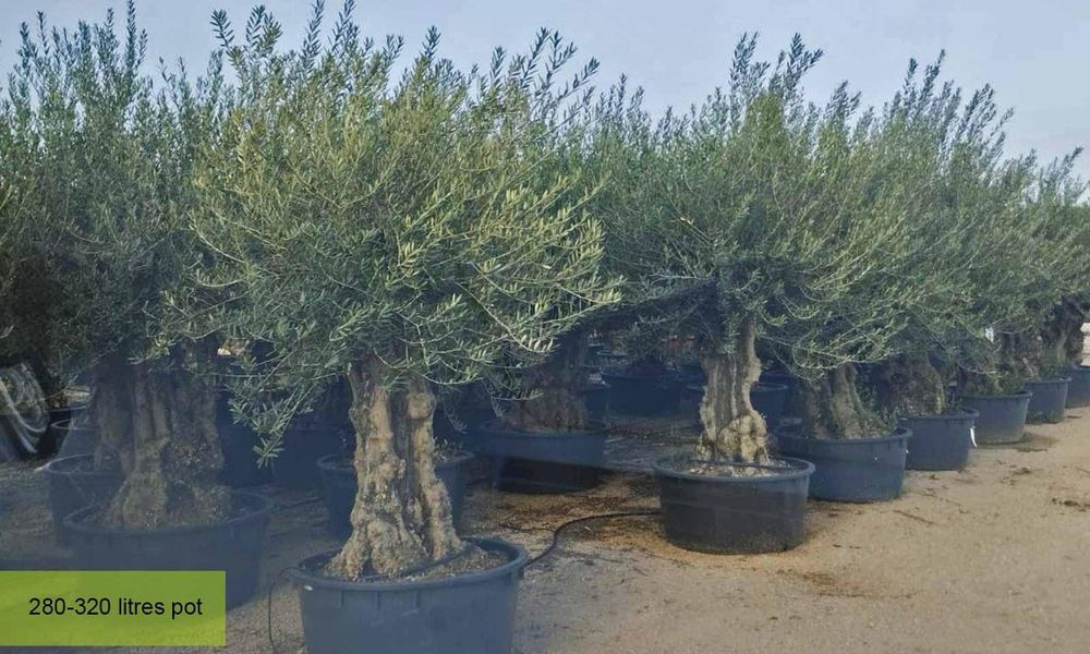 Maslin secular ( batran, gros ) Olea europaea,plante exotice, palmieri