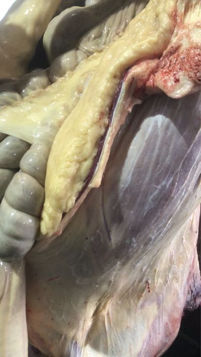 Семіз жабағылар бар соғым күздік ке жылқы еті конина мясо