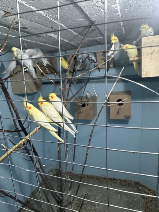 Ishlab turgan Karellalar sotiladi