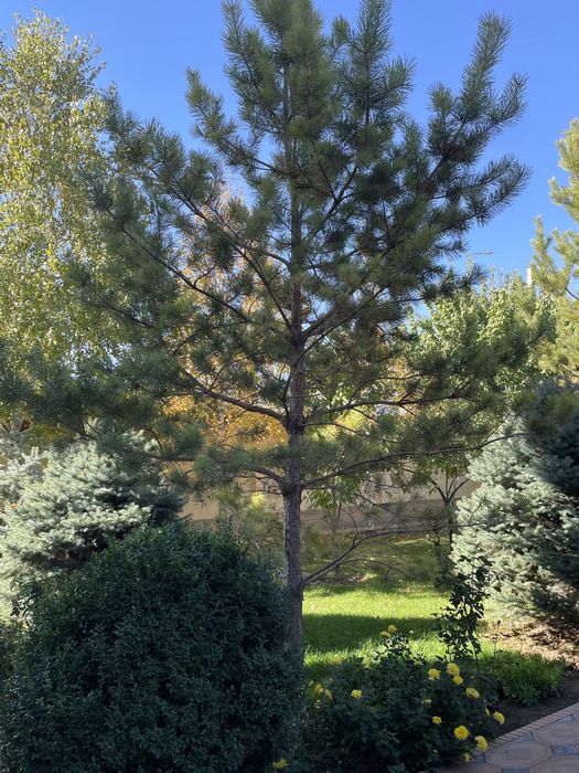 Сосны, ели- длиной 5-6метров