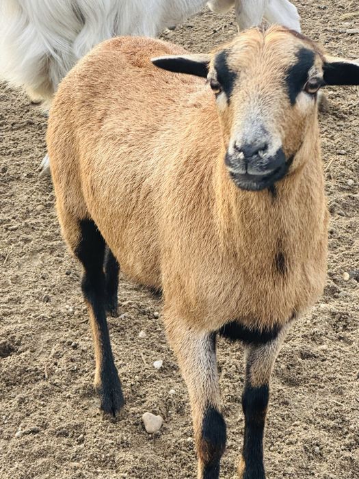 Oaie de Camerun – pereche, 1 an – 1100 lei