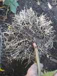 Producator Butasi MUR anul 2 Thornfree, Stoloni capsuni, Smochin Agris