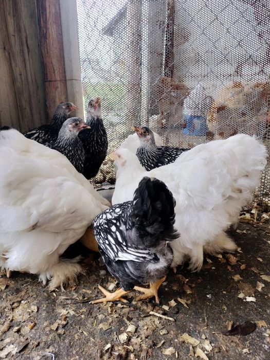 Pui de rasa cochi și wyandotte argintiu