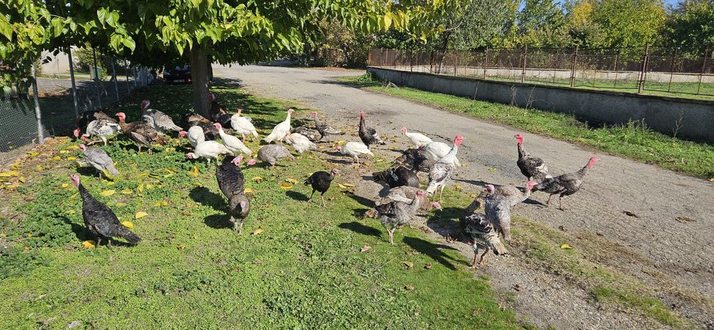 Пуйки домашно отгледани