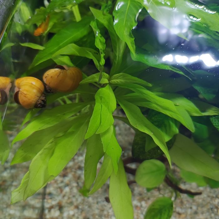 Plante acvariu mari