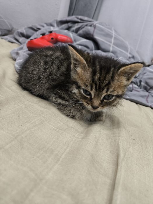 Отдам котят мама британка