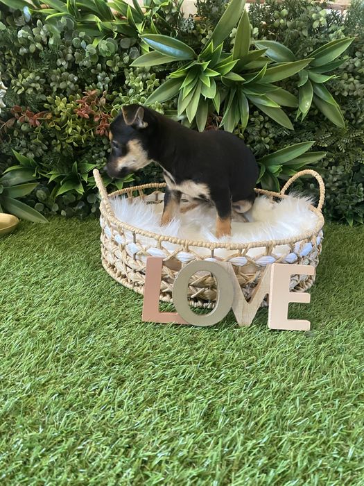 Pinscher pitic – jucăuș, inteligent și plin de energie