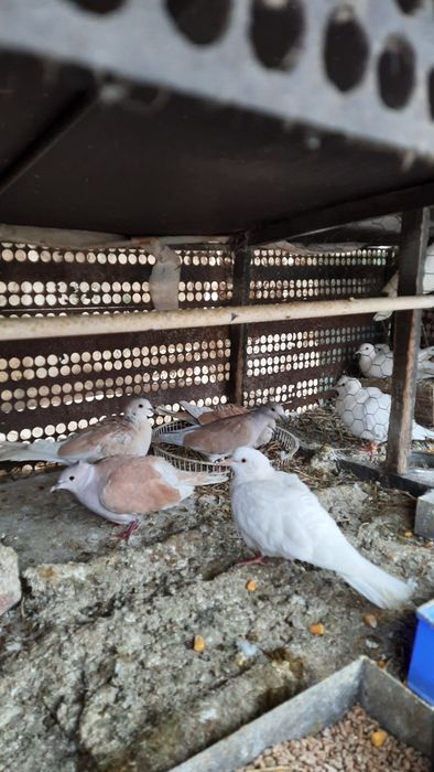 Vînd Turturici Domestice .Tineret .2025