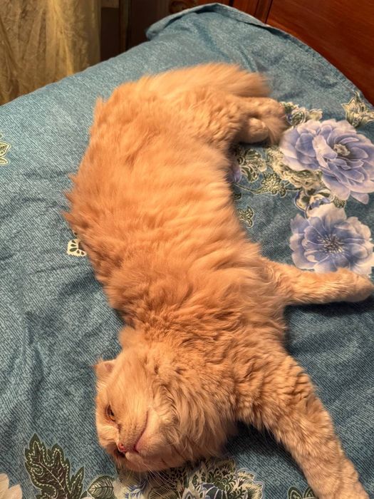 Scottish fold longhair