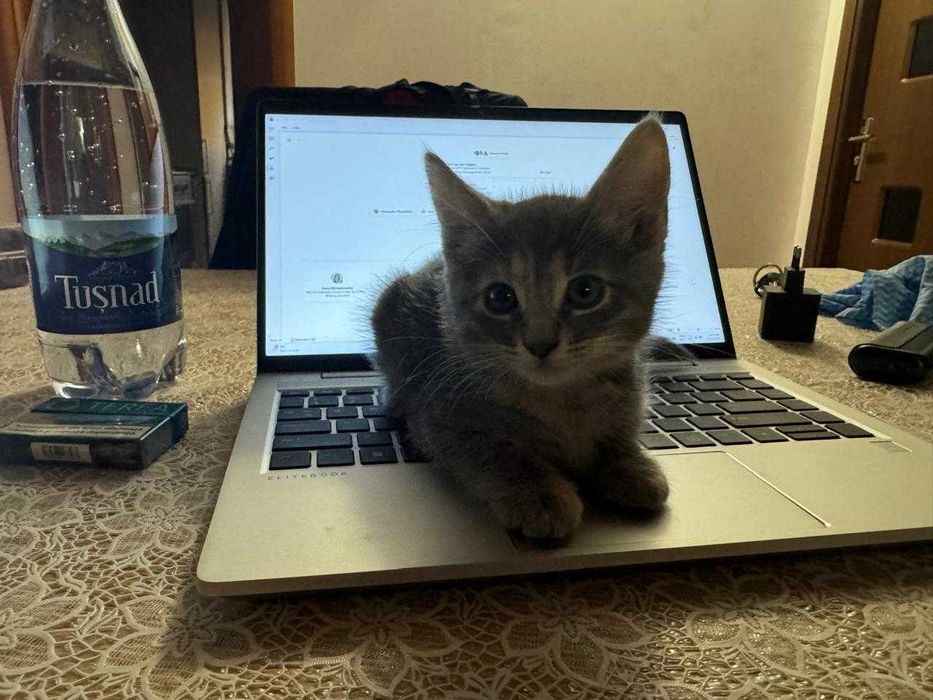 Donez 3 pisicuțe adorabile