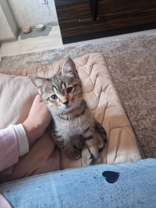 Котенок,мальчик 2.5 месяц