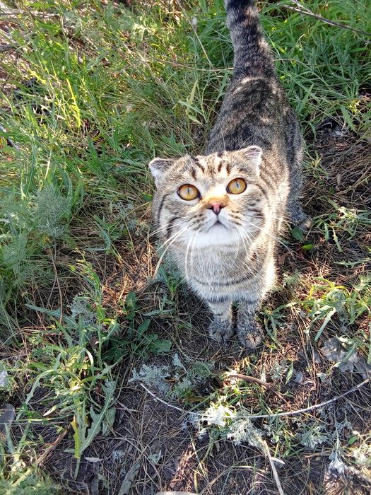 Отдам кота бесплатно