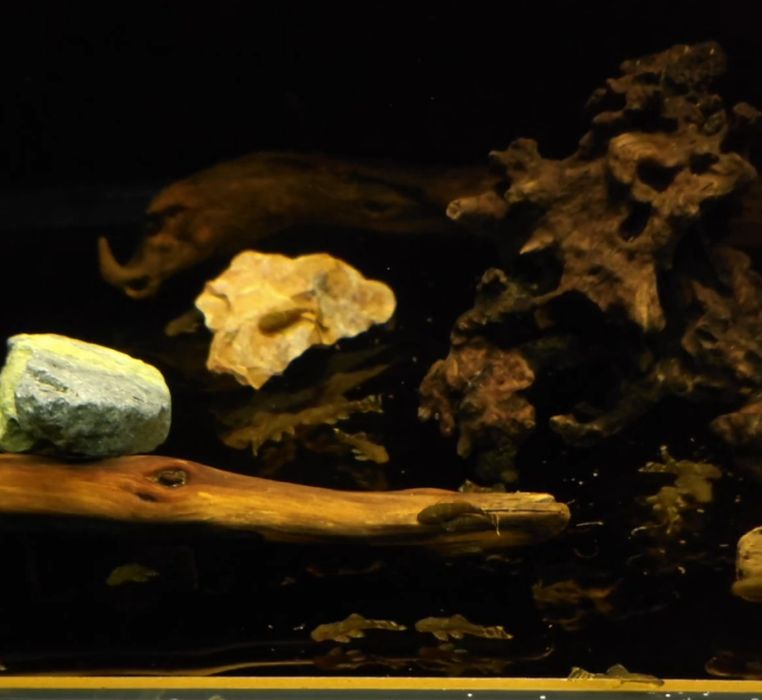 Анциструс сомики