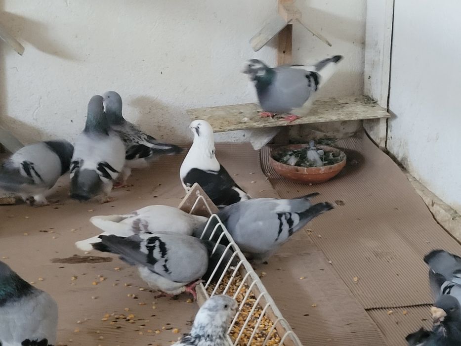 Porumbei standard voiajori