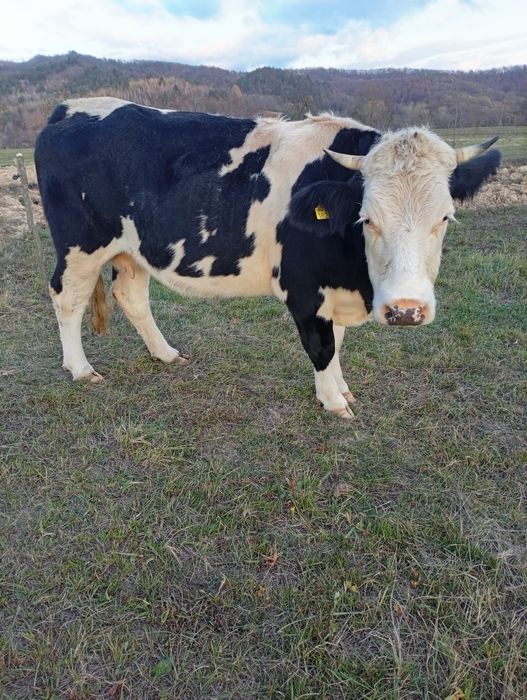 Vând vacă de 4 ani