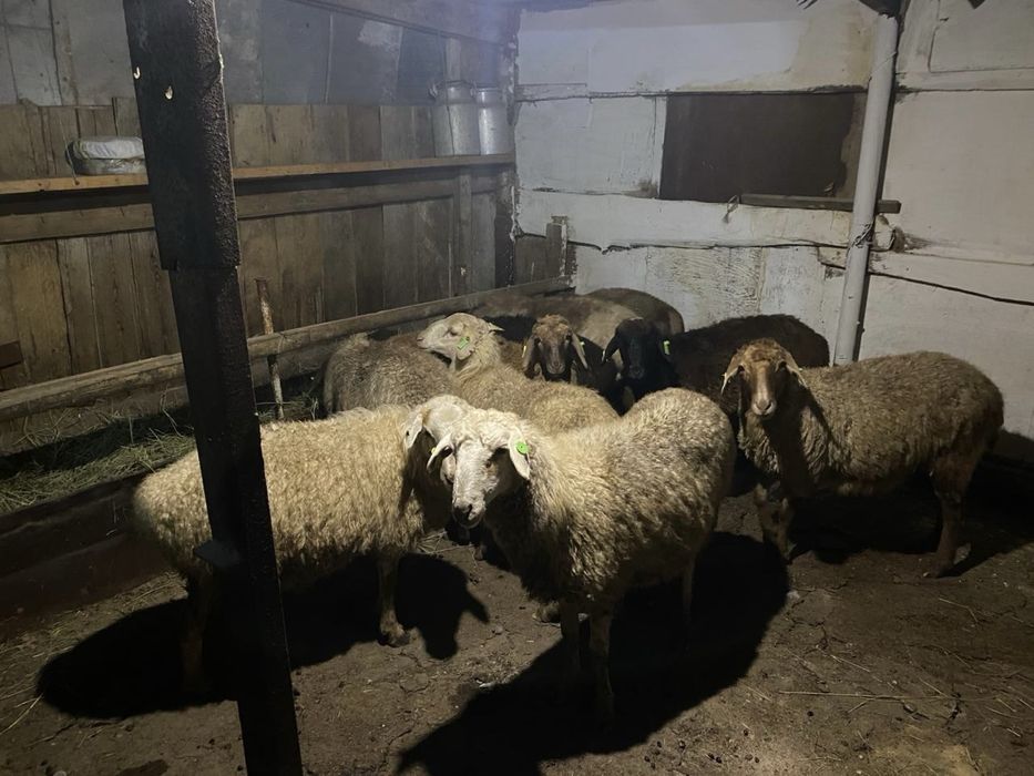 Продажа баранов!