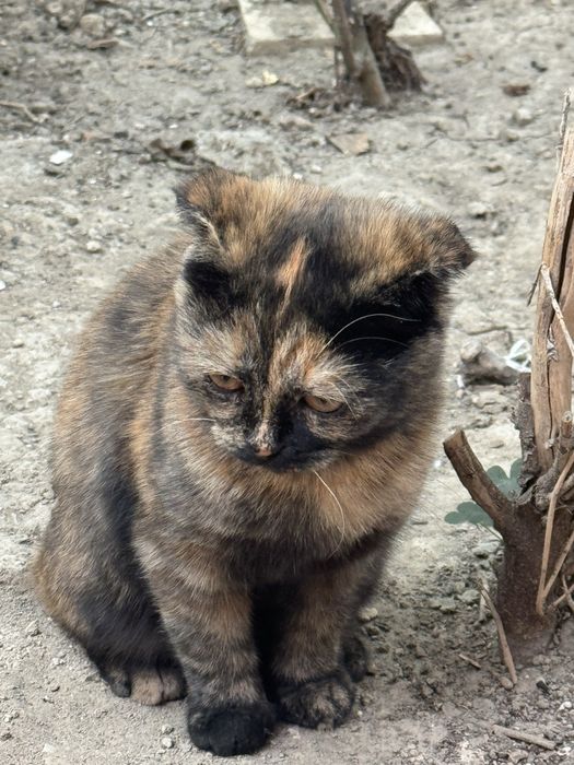 Mushuk bolasi 2 3 oylik