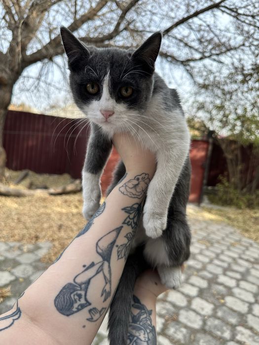 Котенок ищет дом.