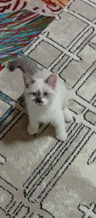 Skottish strayt  2oylik