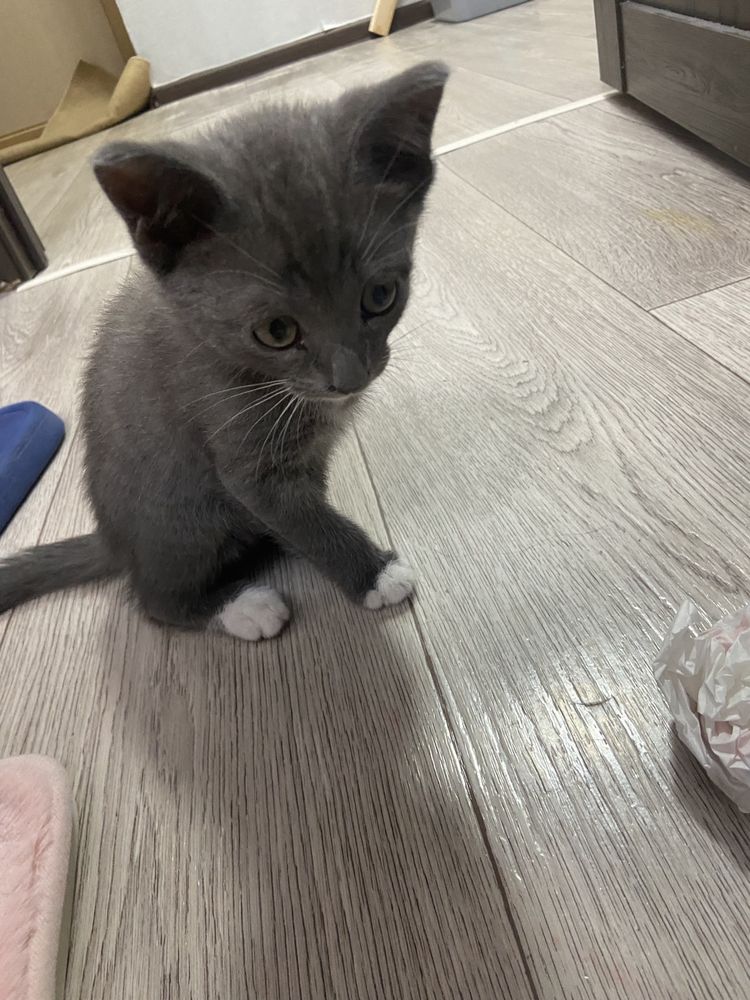 котенок британец