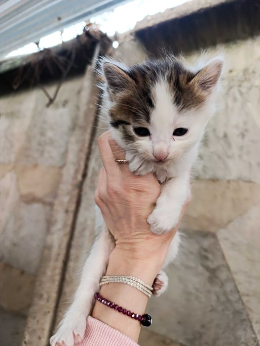 Котята в добрые и ответственные руки.