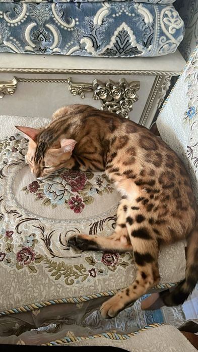 bengalski mushu sotiladi