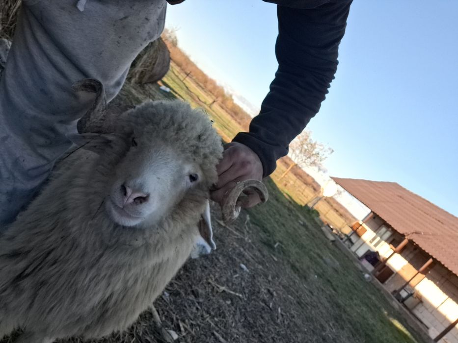 Vând berbec de un an