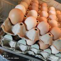 Домашни кокоши яйца