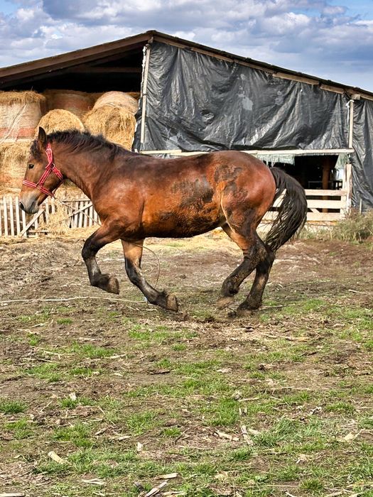 Vand manz de un an jumate