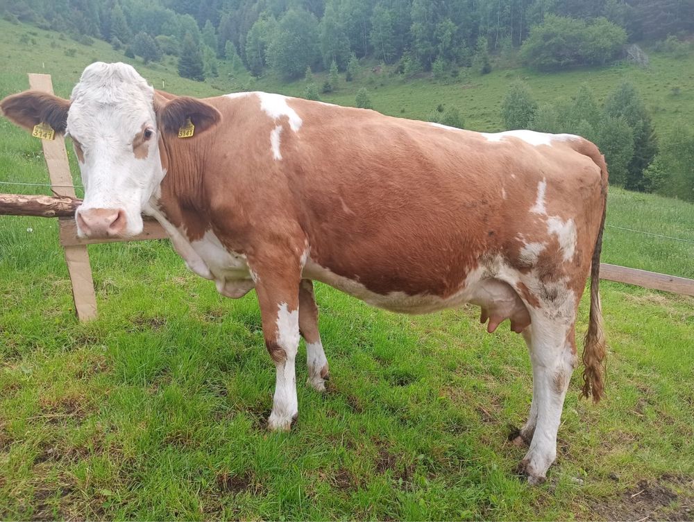 Vaca de vanzare .