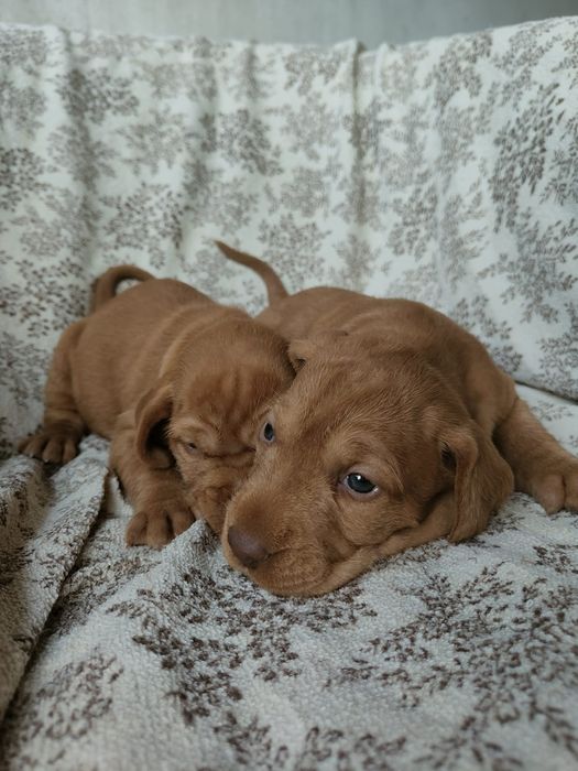 Căței vișla maghiară