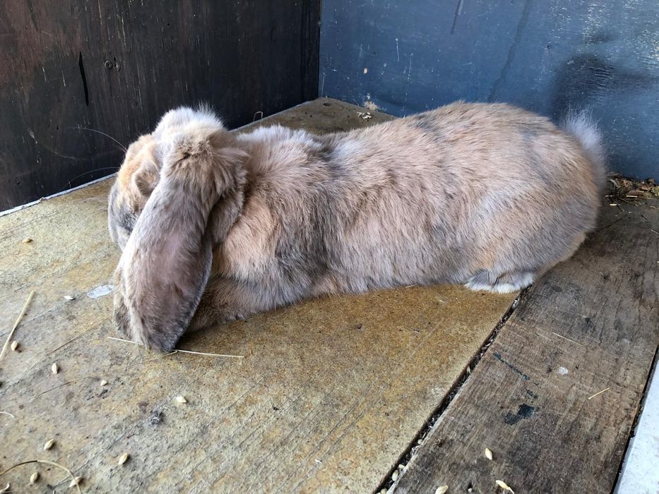 Iepuri Berbec german- rasa pura