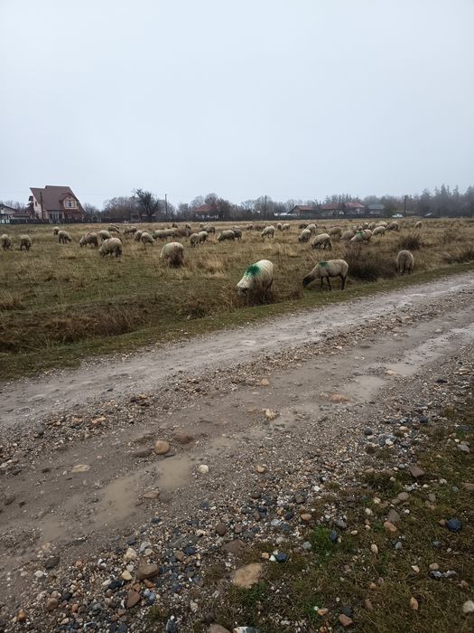 Oi breze și carabase