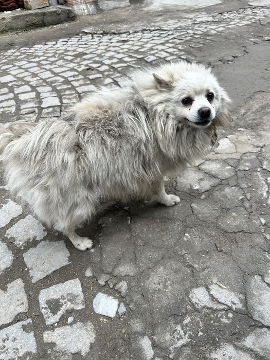 Подарявам Померан Мъжко на 2г