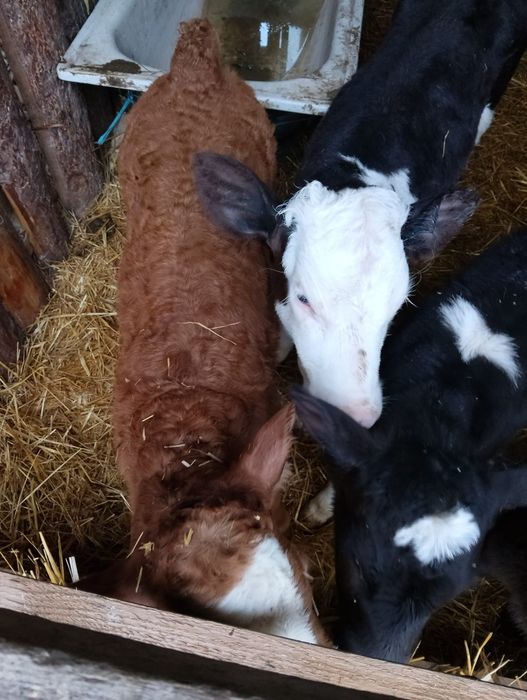 Vând șase tăurași.