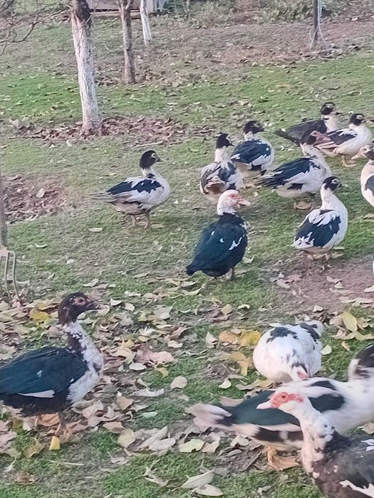 Vand rate si ratoi lesesti  sumt de anul acesta