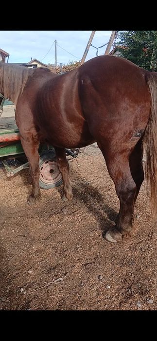 Cal castrat de 4 ani