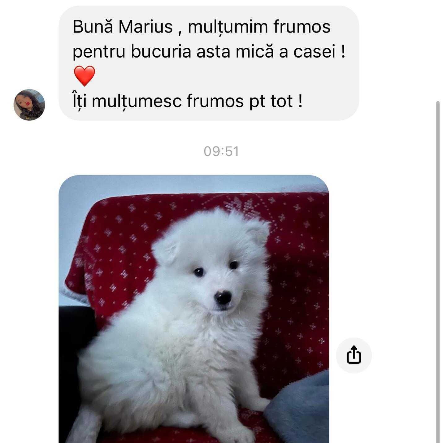 Pui rasa Samoyed