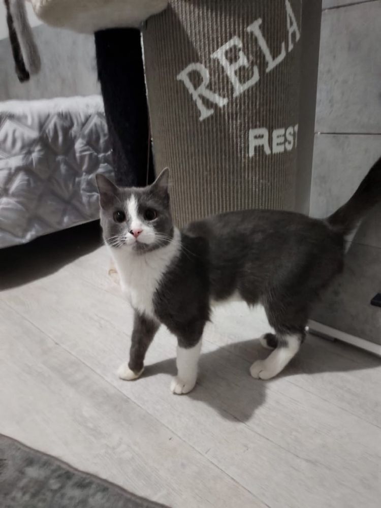 СРОЧНО! Котик в добрые руки!
