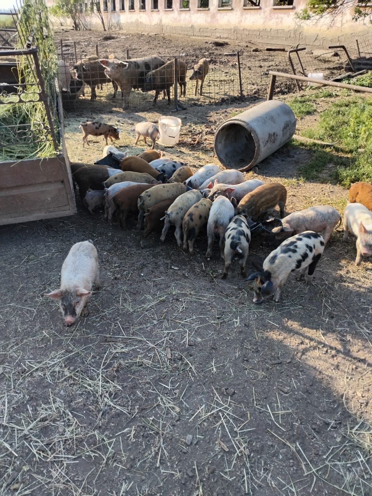 Vînd animale de toate vârstele , de la 10 săptămâni pînă la 5..6 luni
