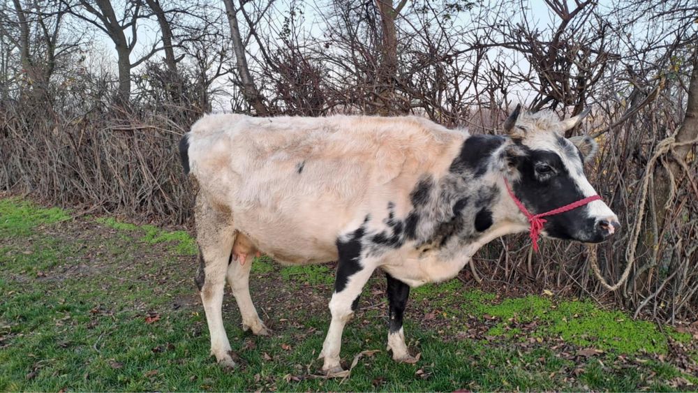 Vand vaca al 2-lea vitel