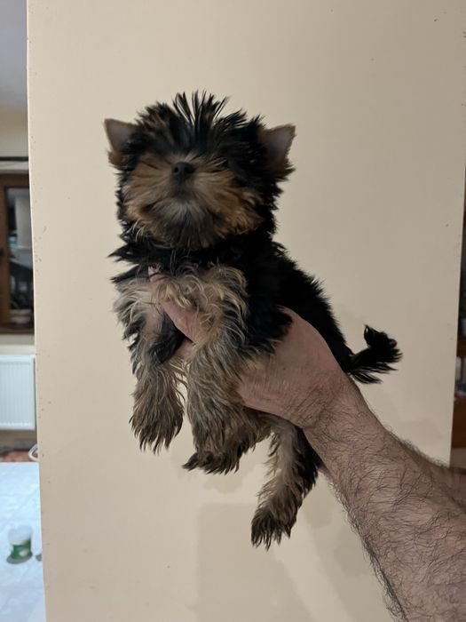 Yorkshire terrier baietel