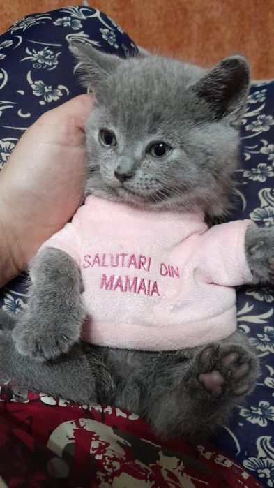 British shorthair bluie doar fetițe