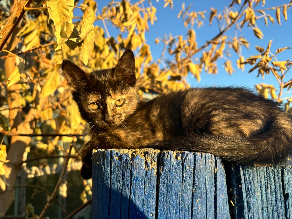 Отдам котят в добрые руки!