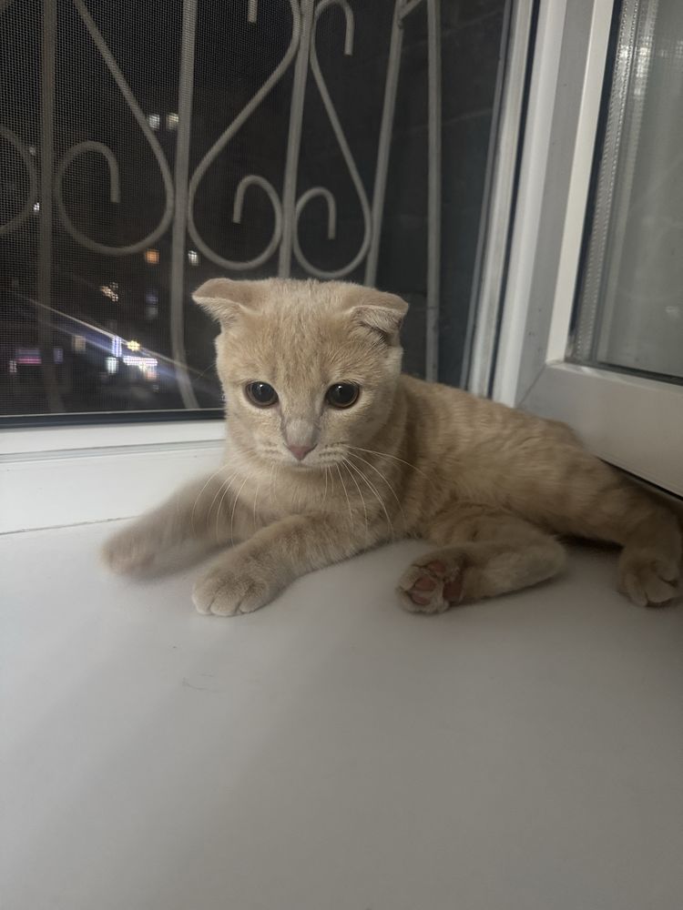 Только в ответственные и любящие руки!