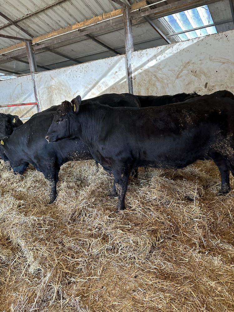 Vand taur angus pt reproductie 4000