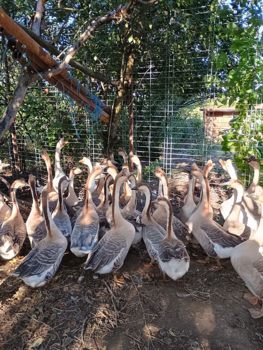 gaste chinezesti curunculate