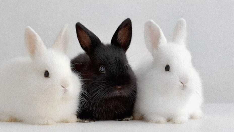 Продам крольчат мясной породы