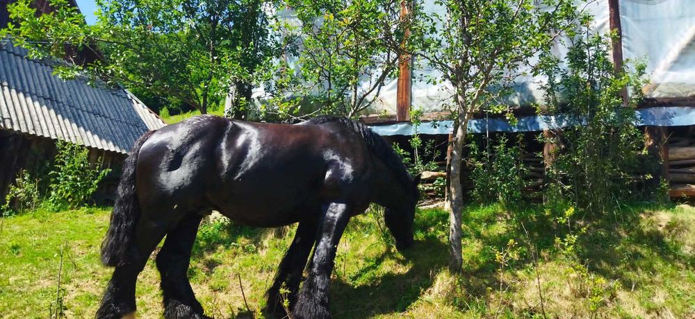 Ofer armăsar Ardenez pentru inseminare (montă)